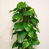 Coir Pole for Plants