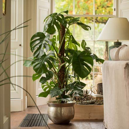 Plant Climbing Coir Pole