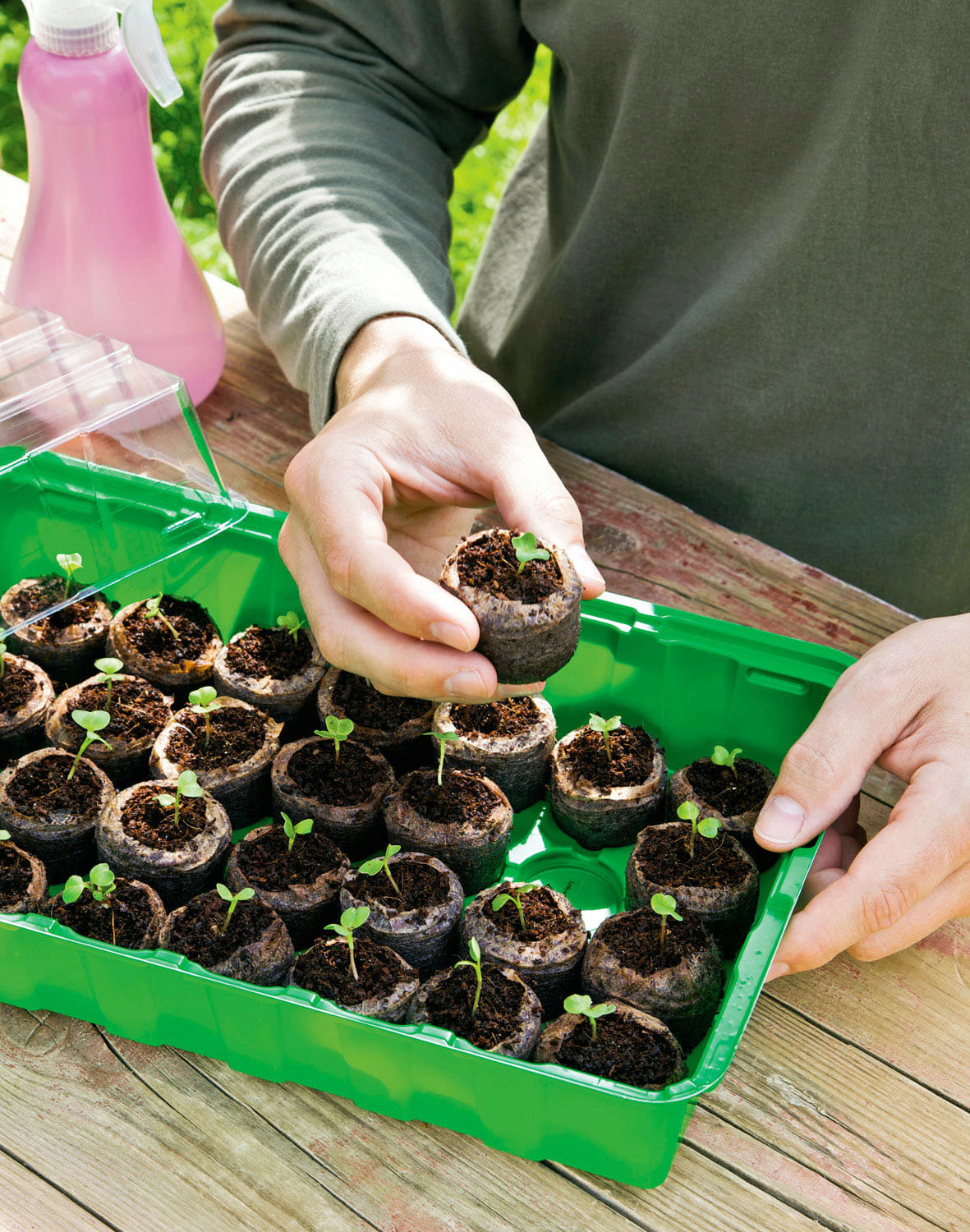 Seed Germination Kit
