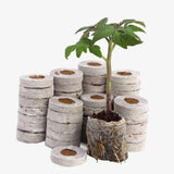 Seed Germination Kit