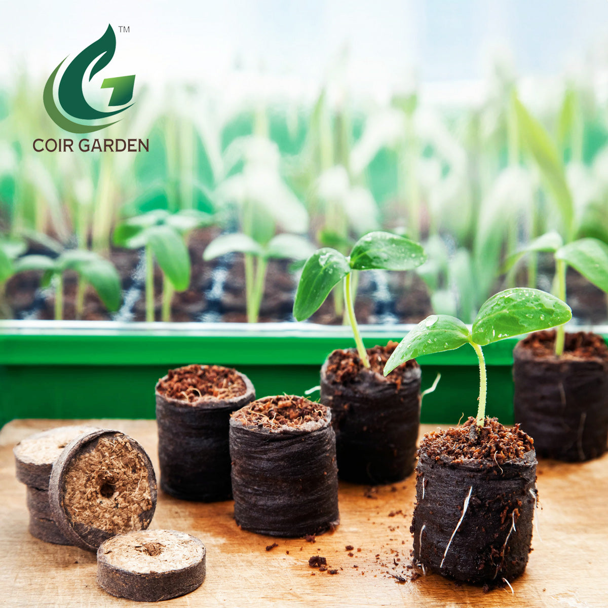 Seed Germination Kit