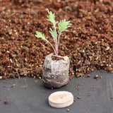 Seed Germination Kit