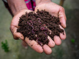 Organic Vermicompost Fertilizer Manure For Plants