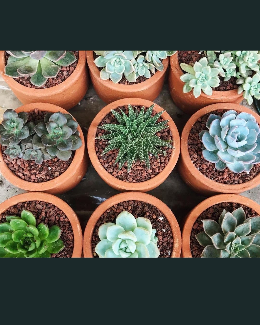 coir for succulents Buy Organic Cactus & Succulent Mix – Premium Soil for Healthy Growth