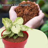 Coco Peat Powder