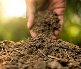 Organic Cow Dung Manure for Plants