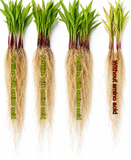 COIR GARDEN Amino Acid Fertilizer 50%– Improves Growth, Yield & Stress Resistance | Suitable for All Crops.