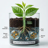 COIR GARDEN- Fulvic Acid  – Natural Plant Growth Stimulator | Enhances Nutrient Absorption & Root Development