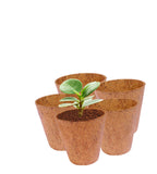 COIRGARDEN – Coir Round Planter Pots – Flower Pots 3 Inch